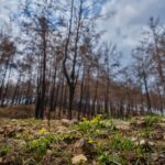 Salvador Illa envía apoyo de Bombers a Aragón para combatir incendio en Huesca