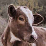 La Ley de Bienestar Animal entra en vigor en España