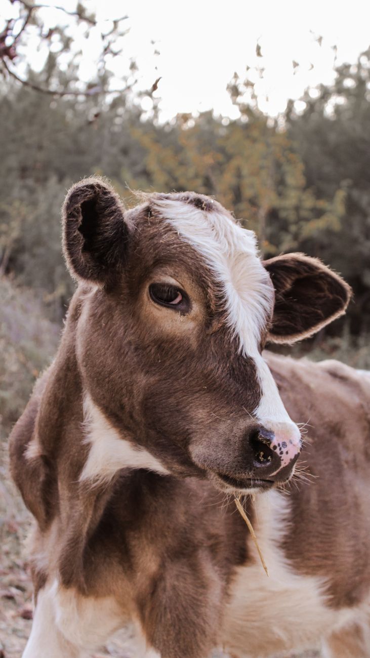 La Ley de Bienestar Animal entra en vigor en España