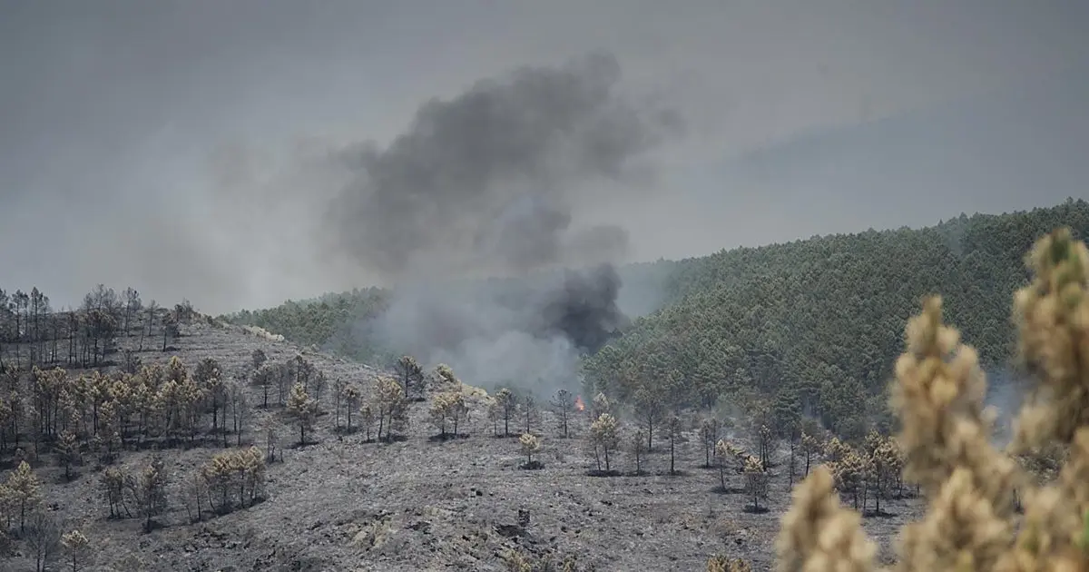 Diputación de Guadalajara prioriza ayudas a municipios afectados por el incendio de La Mierla