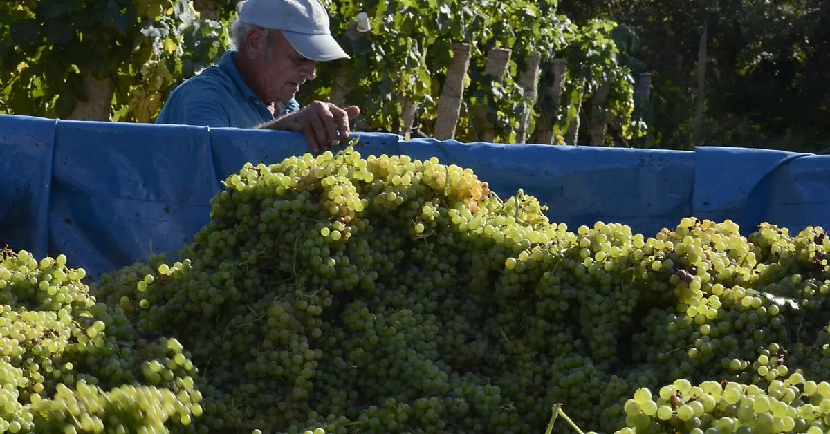Los comedores escolares priorizan el precio sobre el producto local