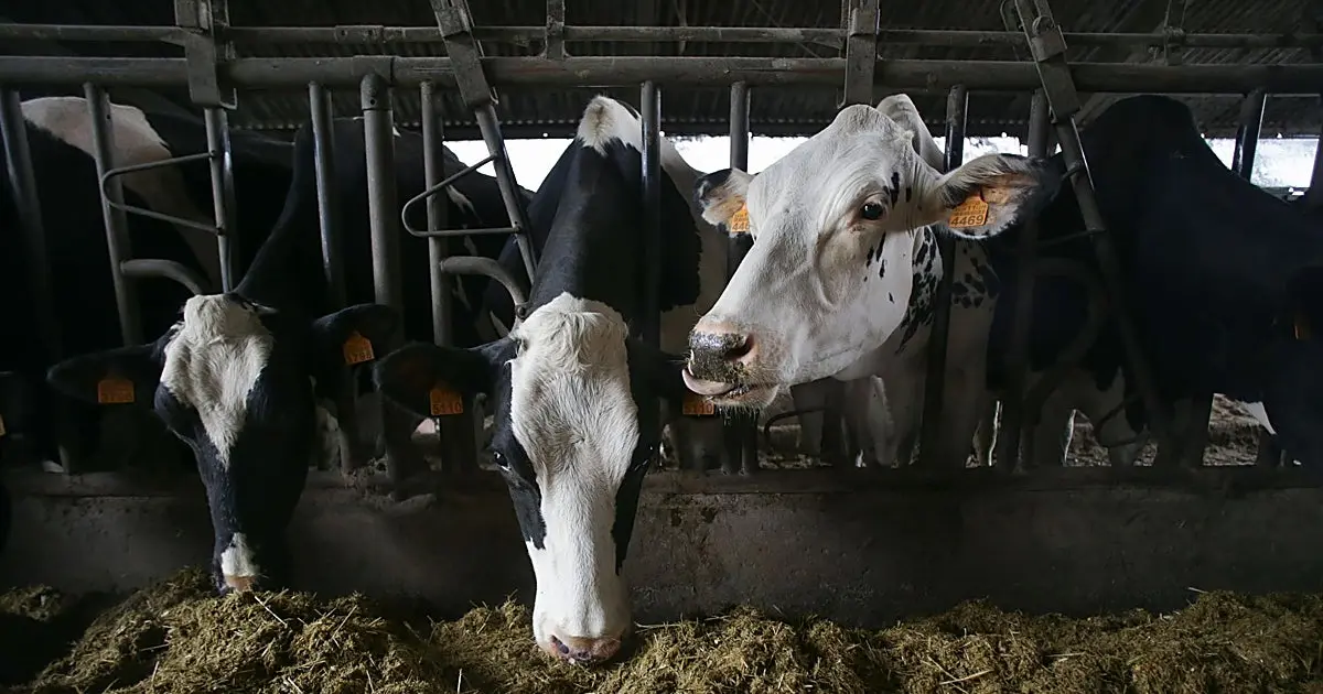 Galicia destina 3,6 millones a agricultores y ganaderos por el alza de costes