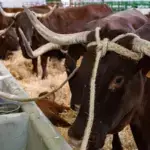 Rojas cifra en 200.000 euros el apoyo de la Junta a la feria de Zafra