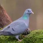 EL TSJM SUSPENDE LA CAZA DE NUEVE AVES EN MADRID HASTA ENERO DE 2027