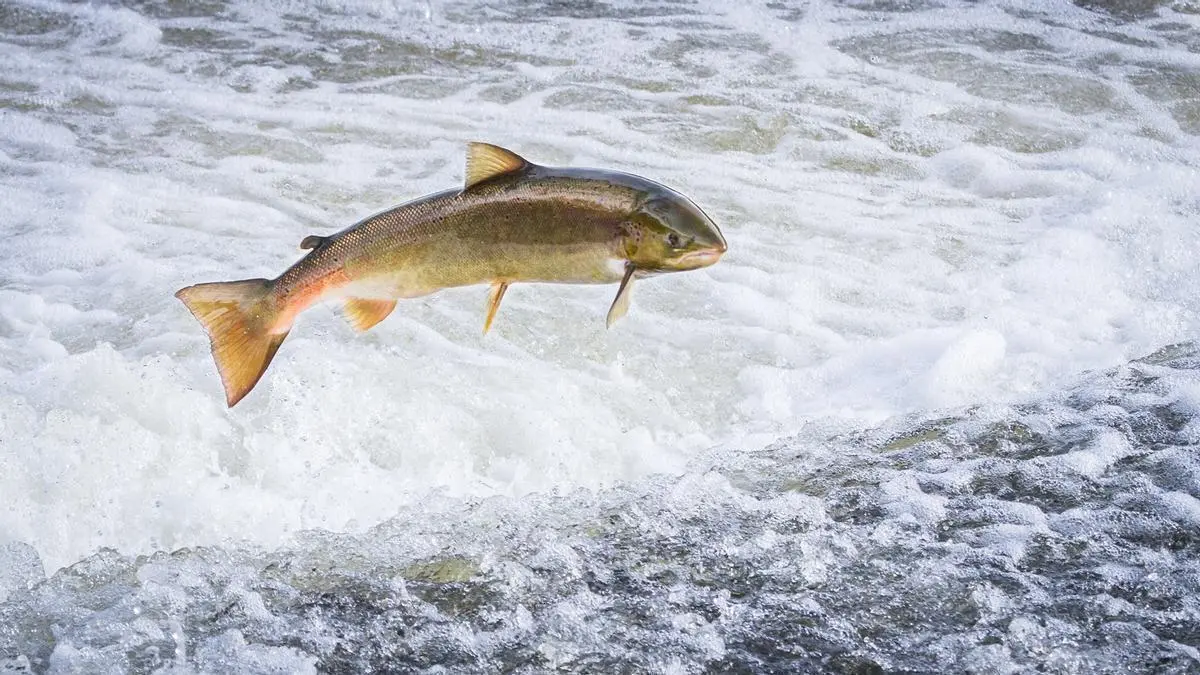 Luis Venta pide aplazar la prohibición de pesca del salmón en 2027