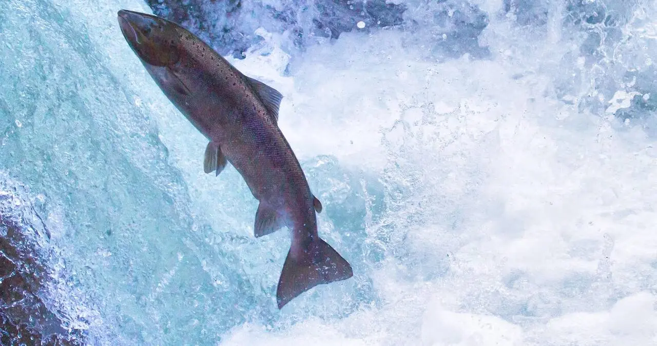 Cantabria no veta la pesca del salmón en 2027