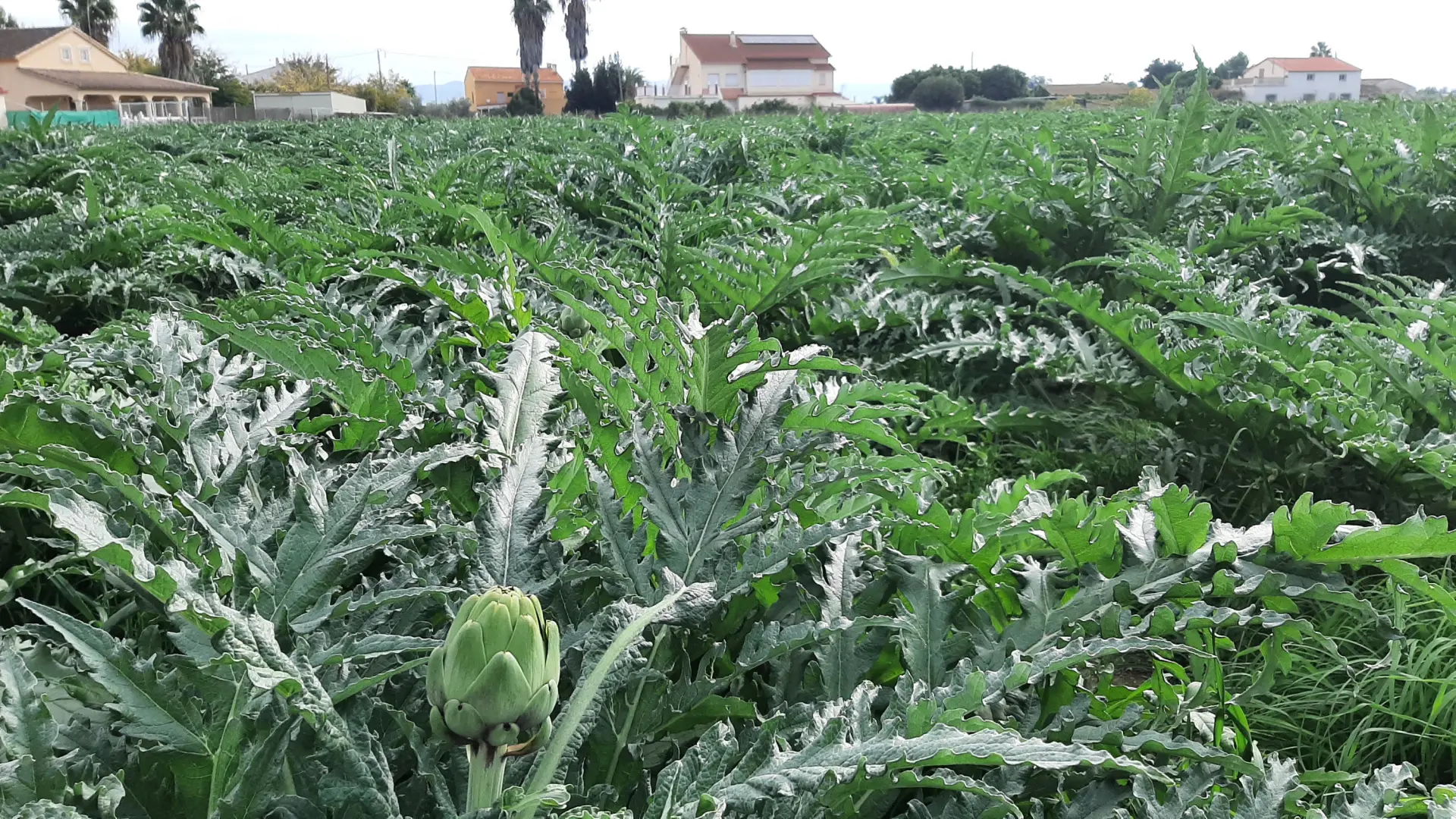 Lorca declarará la agricultura sector estratégico y pedirá al Gobierno que mantenga el trasvase Tajo-Segura
