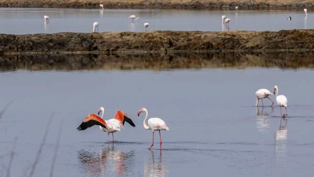 La CHG anuncia que solo 330 hectáreas están fuera de ordenación en Doñana