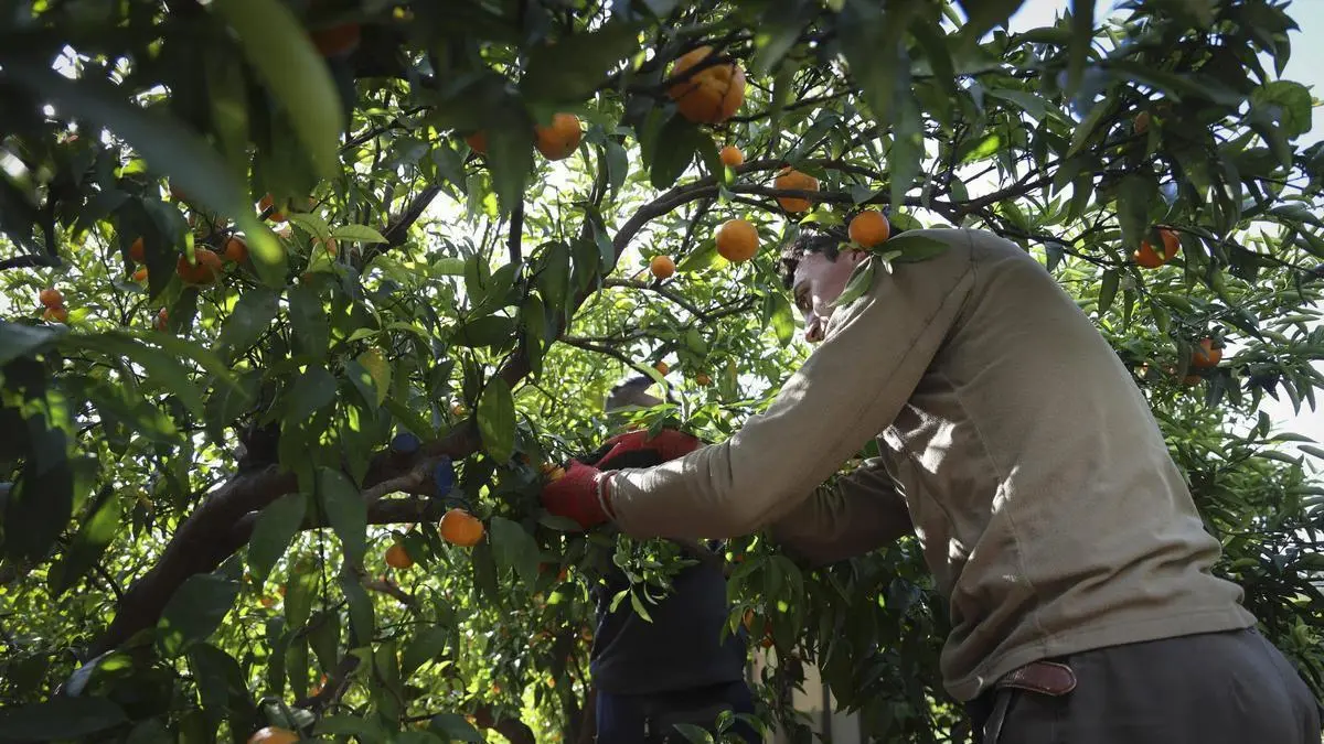 La Generalitat garantiza ayudas de hasta 80.000 euros a los jóvenes que quieran ser agricultores