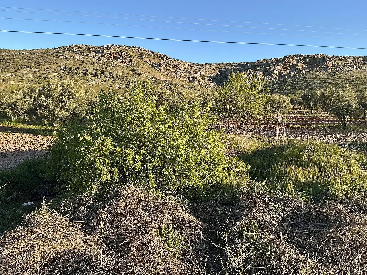 Sierra de los Yebenes