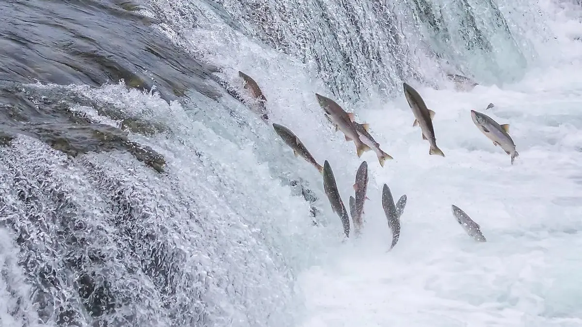 El PP propone contar los salmones de Asturias con sonares e inteligencia artificial tras la veda de 2027